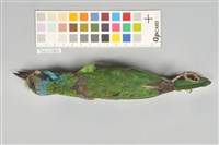 五色鳥藏品圖，第5張